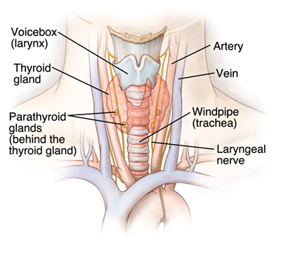 Thyroid Gland